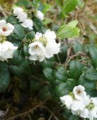foto Gartenblumen Preiselbeeren, Foxberry, Vaccinium vitis-idaea weiß