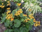 foto Gartenblumen Bigleaf Ligularia, Leoparden Werk, Goldenes Kreuzkraut gelb