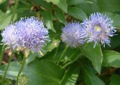 foto I fiori da giardino Bit Scabious, Strisciante Santoreggia Di Pecora, Jasione azzurro