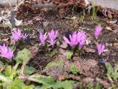 photo Garden Flowers Spring Meadow Saffron, Bulbocodium vernum lilac