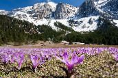 photo Garden Flowers Spring Meadow Saffron, Bulbocodium vernum lilac