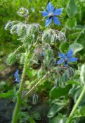 foto Gartenblumen Borretsch, Borago offlcinalls blau