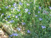 photo Garden Flowers Australian Bluebell, Tall Bluebell, Wahlenbergia stricta light blue