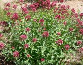 foto Gartenblumen Jupiter Bart, Schlüssel Zum Himmel, Roten Baldrian, Centranthus ruber rot