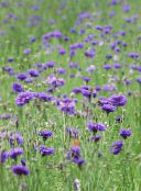 photo  Knapweed, Star Thistle, Cornflower, Centaurea purple