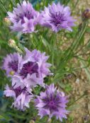 photo  Knapweed, Star Thistle, Cornflower, Centaurea lilac