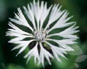 zdjęcie Ogrodowe Kwiaty Chaber Roku, Centaurea biały