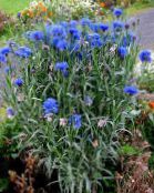 foto Gartenblumen Flockenblume, Sterndistel, Kornblume, Centaurea blau