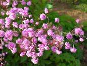 photo Garden Flowers Meadow rue, Thalictrum pink