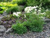 foto Gartenblumen Thalictrum Petaloideum weiß