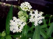 photo Garden Flowers Swamp milkweed, Maypops, Rose Milkweed, Red Milkweed, Asclepias incarnata white