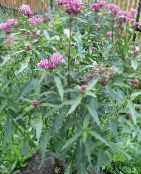 photo Garden Flowers Swamp milkweed, Maypops, Rose Milkweed, Red Milkweed, Asclepias incarnata pink