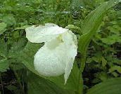 foto Gartenblumen Frauenschuhorchidee, Cypripedium ventricosum weiß