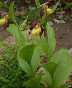 foto Gartenblumen Frauenschuhorchidee, Cypripedium ventricosum gelb
