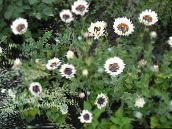 foto Gartenblumen Kapgänseblümchen, Monarch Der Steppe, Venidium fastuosum, Arctotis fastuosa weiß