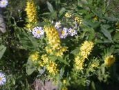 photo Garden Flowers Yellow Loosestrife, Lysimachia punctata yellow