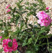 foto Gartenblumen Eisenkraut, Verbena rosa