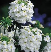 fotografie Zahradní květiny Verbeny, Verbena bílá
