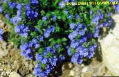 фото Садовые цветы Вероника многолетняя, Veronica синий