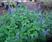 foto Gartenblumen Longleaf Speed, Veronica longifolia blau