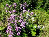 photo Garden Flowers Sweet rocket, Dame's Rocket, Hesperis lilac