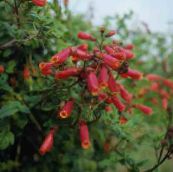 photo  Chilean glory flower, Eccremocarpus scaber red