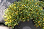 photo Garden Flowers Vitaliana, Vitaliana primuliflora yellow