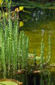 foto Gartenblumen Stuten Schwanz, Hippuris vulgaris grün
