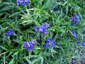 photo Garden Flowers Field Gromwell, Corn Gromwell, Buglossoides purpurocaerulea, Lithospermum arvense blue