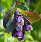 foto Gartenblumen Honeywort, Blau Garnelen Pflanze, Blau Wachsblume, Cerinthe major lila