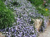 foto Gartenblumen Blauen Rock Winde, Convolvulus sabatius hellblau
