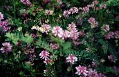 photo Garden Flowers Crown Vetch, Coronilla pink