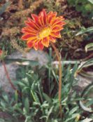 photo  Treasure Flower, Gazania orange