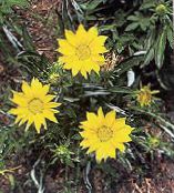 photo  Treasure Flower, Gazania yellow