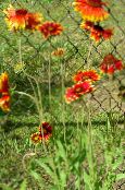 foto Gartenblumen Kokardenblume, Gaillardia rot