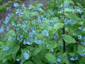 foto Gartenblumen Blau Stickseed, Hackelia hellblau