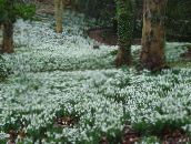 photo Garden Flowers Snowdrop, Galanthus white