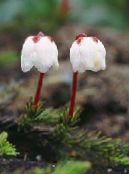 foto Gartenblumen Alaska Bellheather, Harrimanella weiß