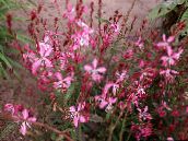 photo Garden Flowers Gaura pink