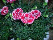 foto Gartenblumen Dianthus, China Rosa, Dianthus chinensis rosa