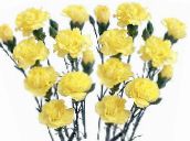 photo Garden Flowers Carnation, Dianthus caryophyllus yellow