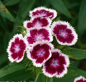 foto Gartenblumen Sweet William, Dianthus barbatus weinig