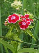 photo Garden Flowers Sweet William, Dianthus barbatus red