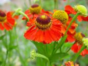 foto Gartenblumen Sonnenbraut, Helens Blume, Thun Daisy, Helenium autumnale rot