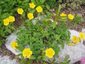 foto Gartenblumen Zistrose, Helianthemum gelb