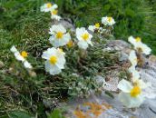 фото Садові Квіти Геліантемум (Солнцецвет), Helianthemum білий
