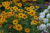 foto  Falsche Sonnenblume, Ox-Eye, Sonnenblumen Heliopsis, Heliopsis helianthoides gelb