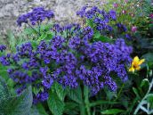 foto Gartenblumen Heliotrop, Kirschkuchen-Anlage, Heliotropium blau