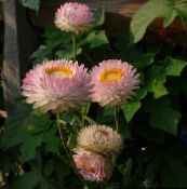 foto Have Blomster Strawflowers, Papir Daisy, Helichrysum bracteatum pink