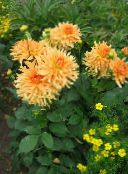 photo Garden Flowers Dahlia orange